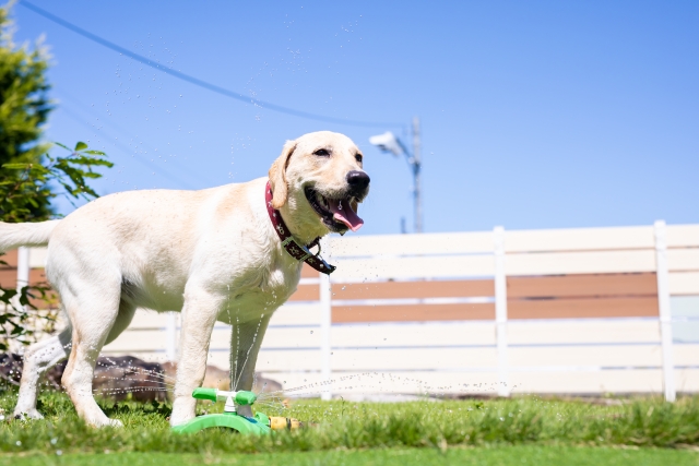 訓練士(使役犬訓練士)になるには