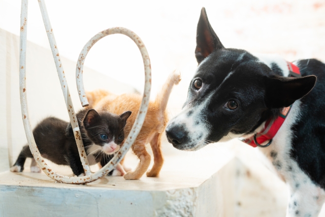 犬と子猫